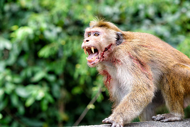 bonnet monkey in Sri Lanka